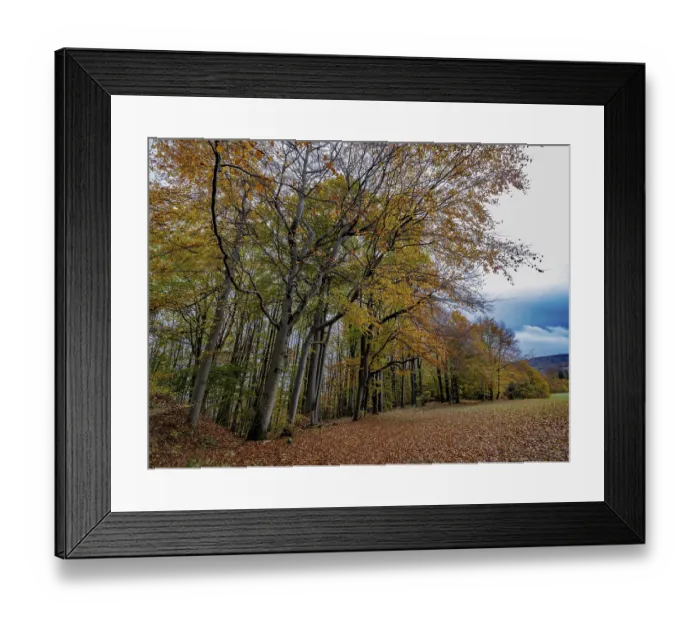 Framed Print : Autumn forest in the Rhon Framed Print : Autumn forest in the Rhon
