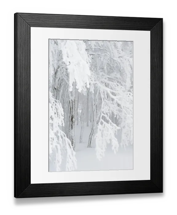 Framed Print : Beech (Fagus sylvatica) in winter