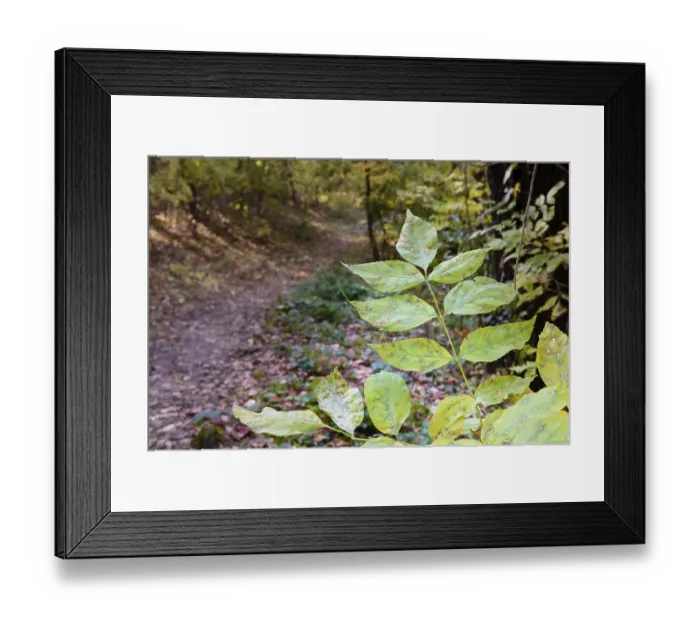 Framed Print : Autumn forest path between maple and poplar trees in a sunny day