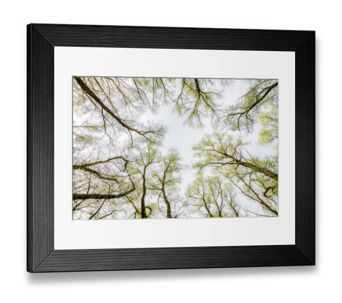Framed Print : Looking up at the sky through a green willows and poplars trees forest during spring Framed Print : Looking up at the sky through a green willows and poplars trees forest during spring