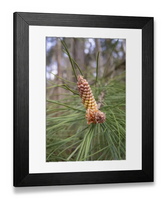 Framed Print : Pine tree with blossom flowers Framed Print : Pine tree with blossom flowers