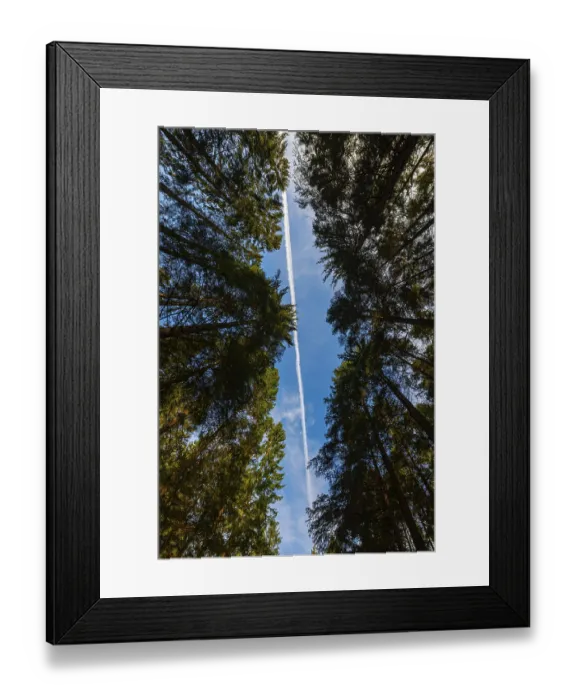 Framed Print : Looking up tall trees in a forest Framed Print : Looking up tall trees in a forest