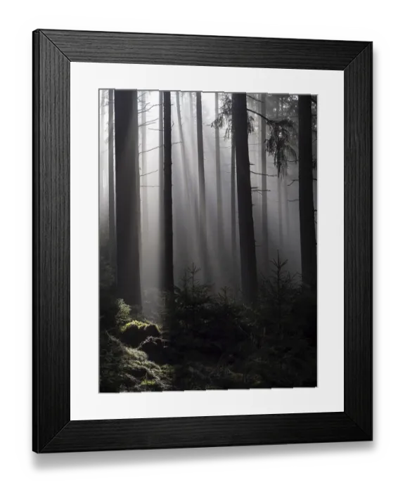 Framed Print : Mystical atmosphere in a foggy spruce forest Framed Print : Mystical atmosphere in a foggy spruce forest