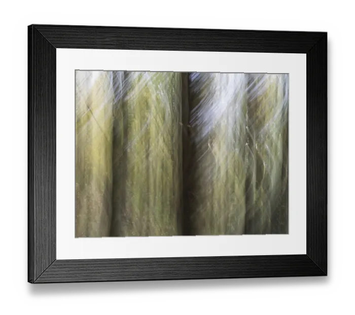 Framed Print : Trees in the forest, blur effect
