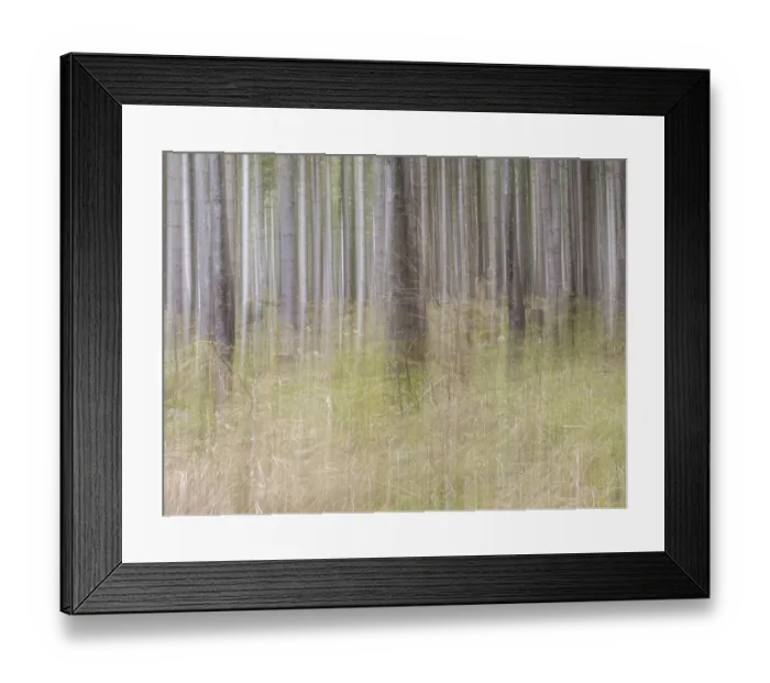 Framed Print : Trees in the forest, pull-along effect