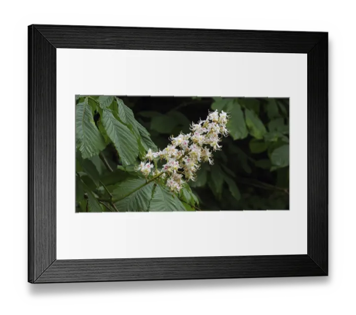 Framed Print : Horse Chestnut (aesculus hippocastanum) Framed Print : Horse Chestnut (aesculus hippocastanum)
