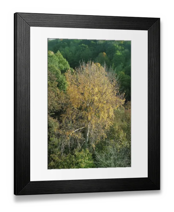 Framed Print : Tree in autumn colours