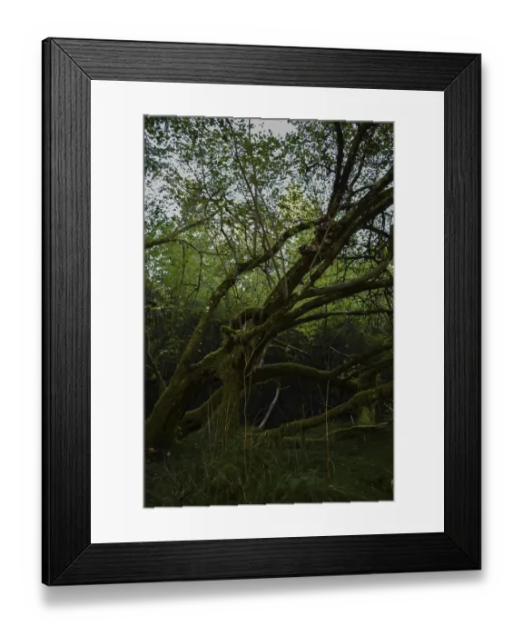 Framed Print : Mossy tree in a dark forest, Bavaria, Germany