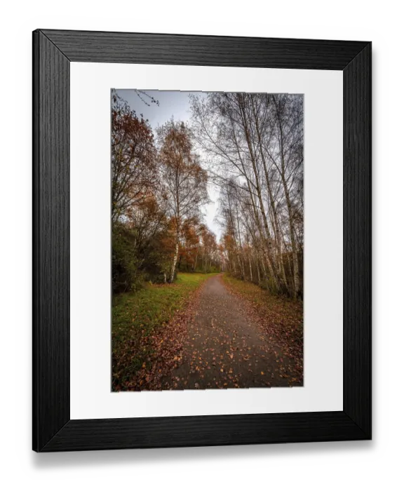 Framed Print : Hiking trail in birch forest with brown leaves on the path under overcast sky in autumn Framed Print : Hiking trail in birch forest with brown leaves on the path under overcast sky in autumn