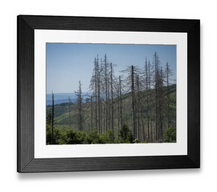 Framed Print : Dead, dead spruces (Picea), tree death Framed Print : Dead, dead spruces (Picea), tree death
