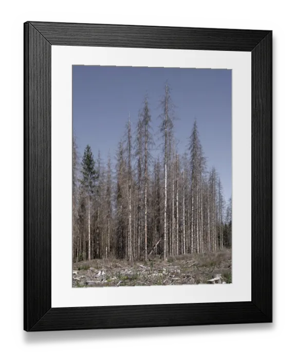 Framed Print : Dead, dead spruces (Picea), tree death