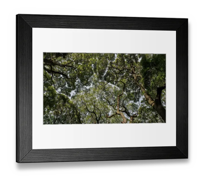 Framed Print : Forest with trees close up Framed Print : Forest with trees close up