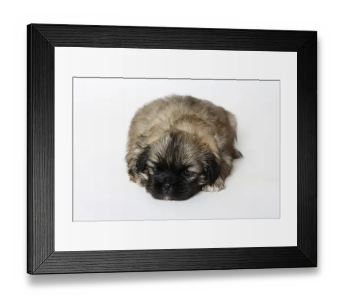 Framed Print : Tibetan Spaniel, puppy, 4 weeks