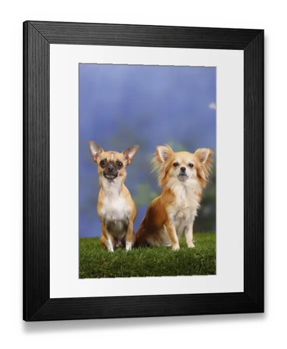 Framed Print : Chihuahuas, short-haired and long-haired
