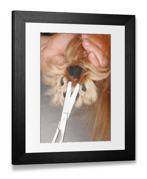 Framed Print : Dog paw, underside, trimming hair between paw pads