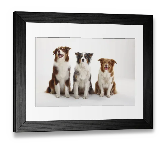 Framed Print : Australian Shepherds and Border Collie Framed Print : Australian Shepherds and Border Collie