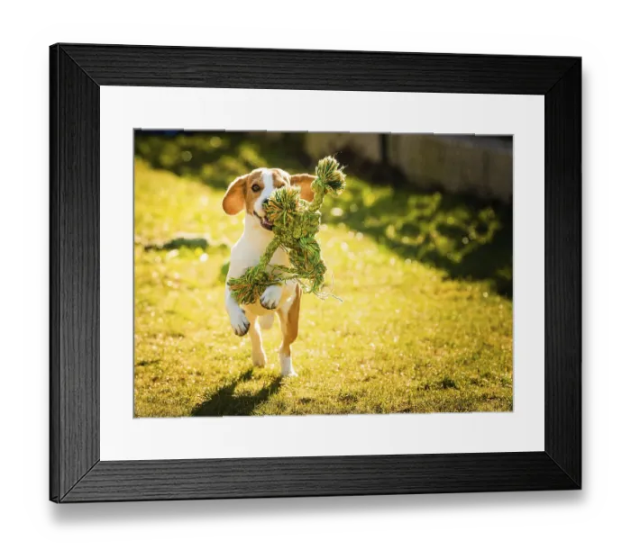 Framed Print : Beagle dog jumping and running with a rope toy outdoor towards the camera