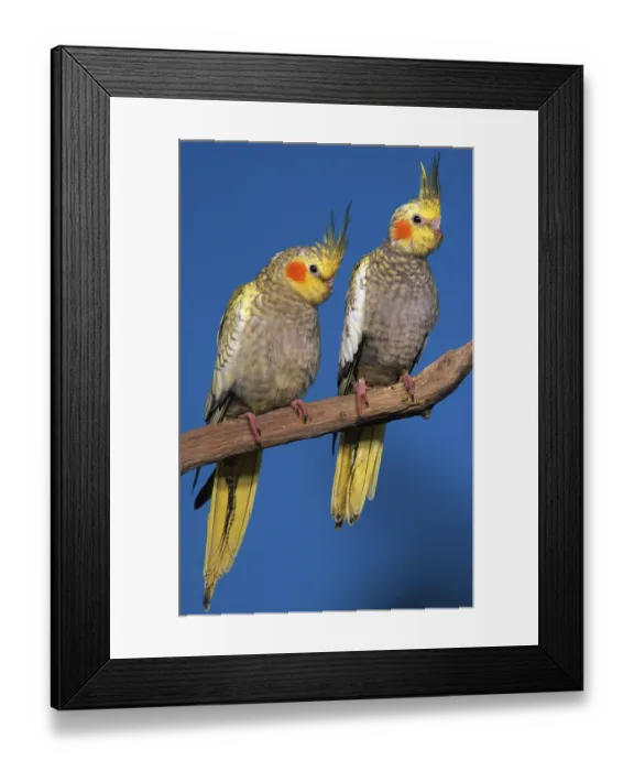 Framed Print : Young Cockatiels (Nymphicus hollandicus)