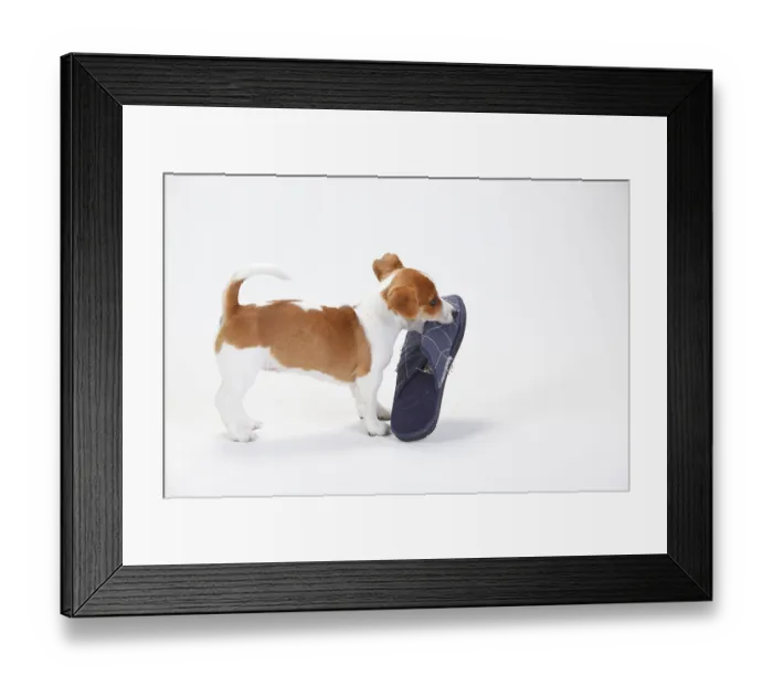 Framed Print : Jack Russell Terrier, Puppy, 9 weeks