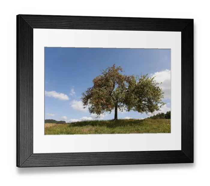 Framed Print : Apple tree