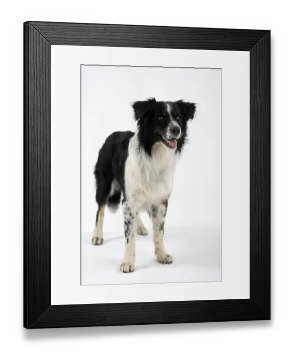 Framed Print : Australischer Hirte Framed Print : Australischer Hirte