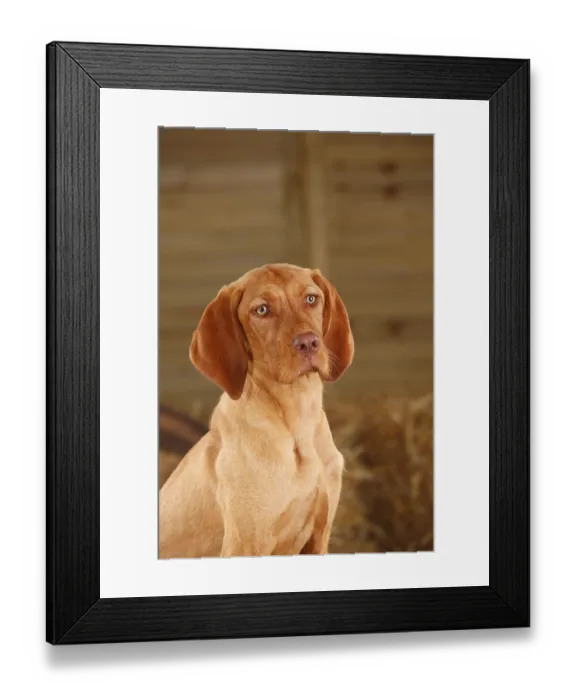 Framed Print : Wirehaired Hungarian Pointers, Bitch Framed Print : Wirehaired Hungarian Pointers, Bitch