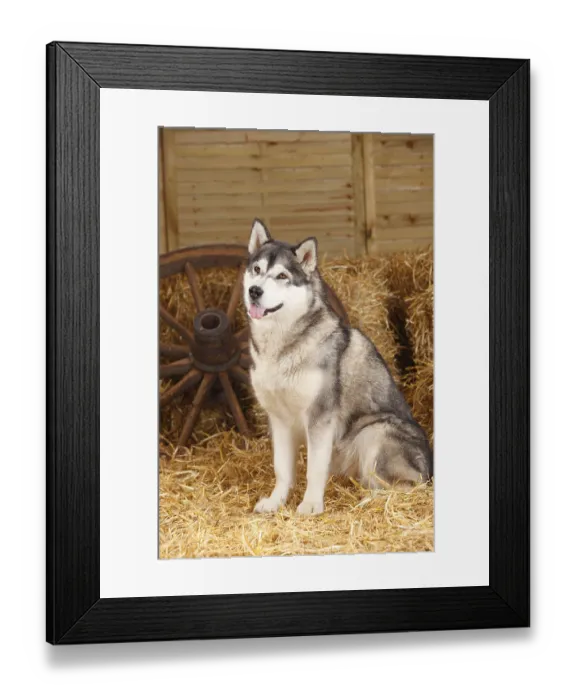Framed Print : Alaskan Malamute, bitch