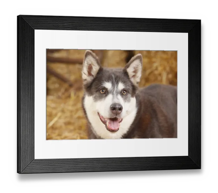 Framed Print : Alaskan Malamute, bitch, blue