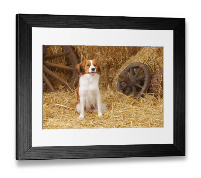 Framed Print : Kooikerhondje, bitch, Small Dutch Water Dog