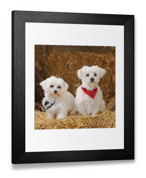 Framed Print : Maltese, with headscarf