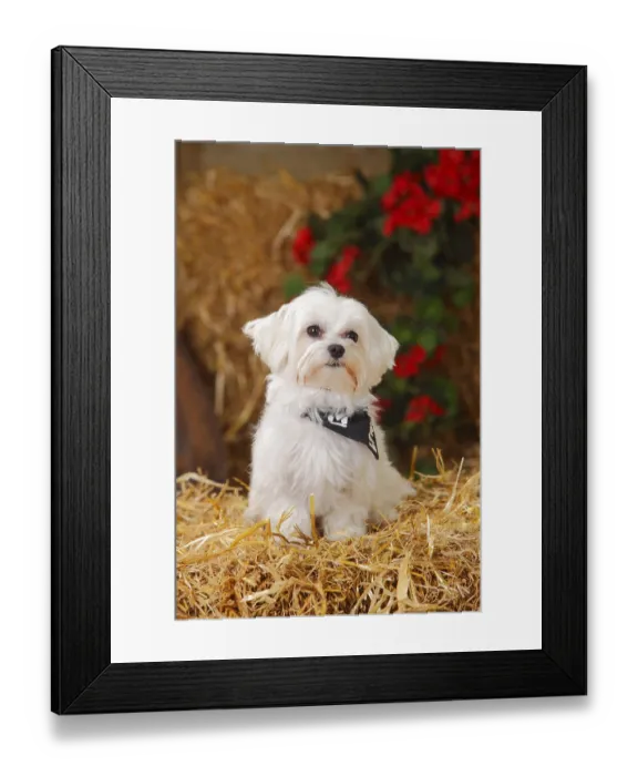 Framed Print : Maltese with neckerchief