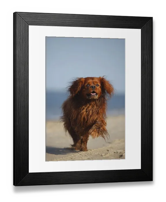 Framed Print : Cavalier King Charles Spaniel, male
