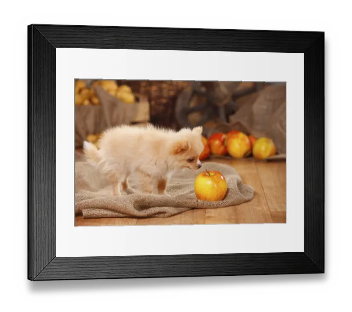 Framed Print : Mixed Breed Dog, puppy, 12 weeks (Pomchi) (Chiranian) (Spitz cross)