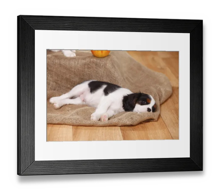 Framed Print : Cavalier King Charles Spaniel, puppy