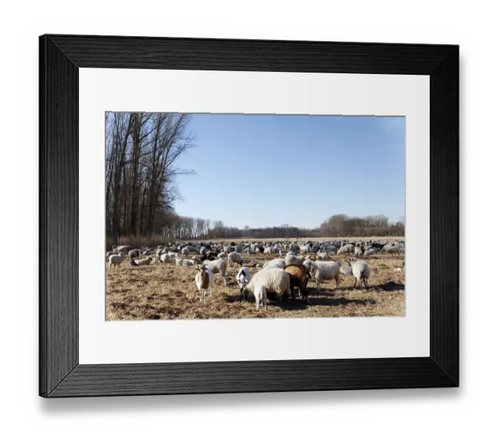 Framed Print : Flock of sheep Framed Print : Flock of sheep
