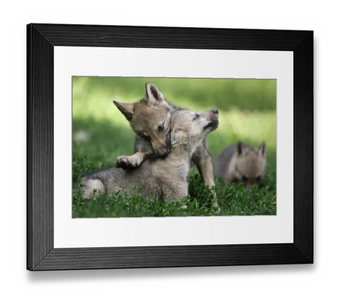 Framed Print : Gray wolf (Canis lupus) Framed Print : Gray wolf (Canis lupus)