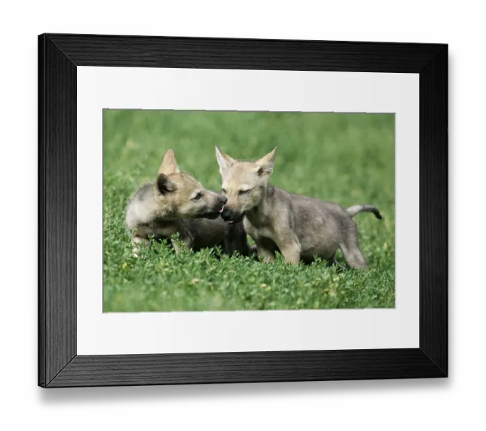 Framed Print : Gray wolf (Canis lupus) Framed Print : Gray wolf (Canis lupus)