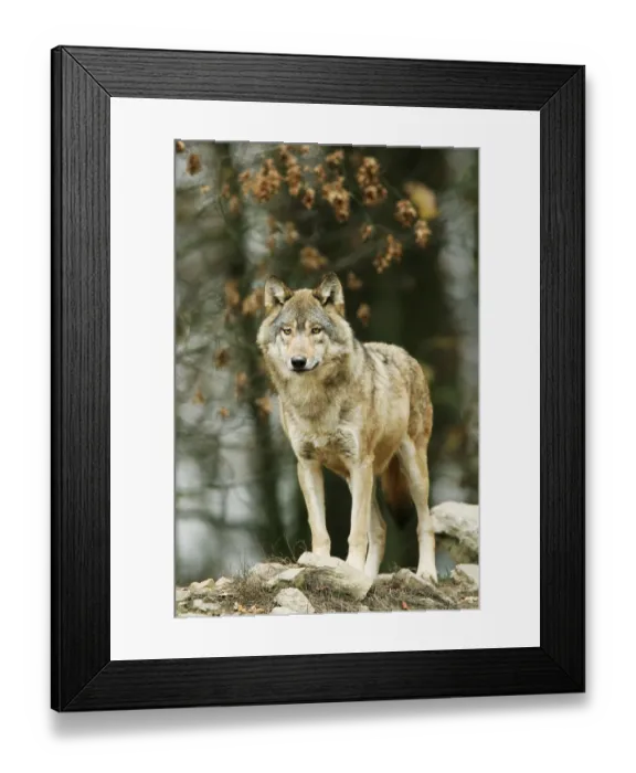 Framed Print : Gray wolf (Canis lupus)