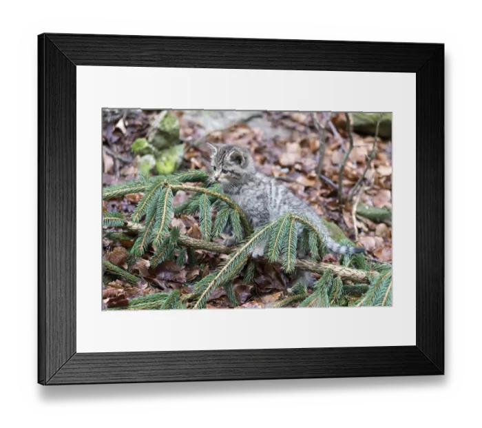 Framed Print : Common Wild Cat (Felis silvestris) Framed Print : Common Wild Cat (Felis silvestris)