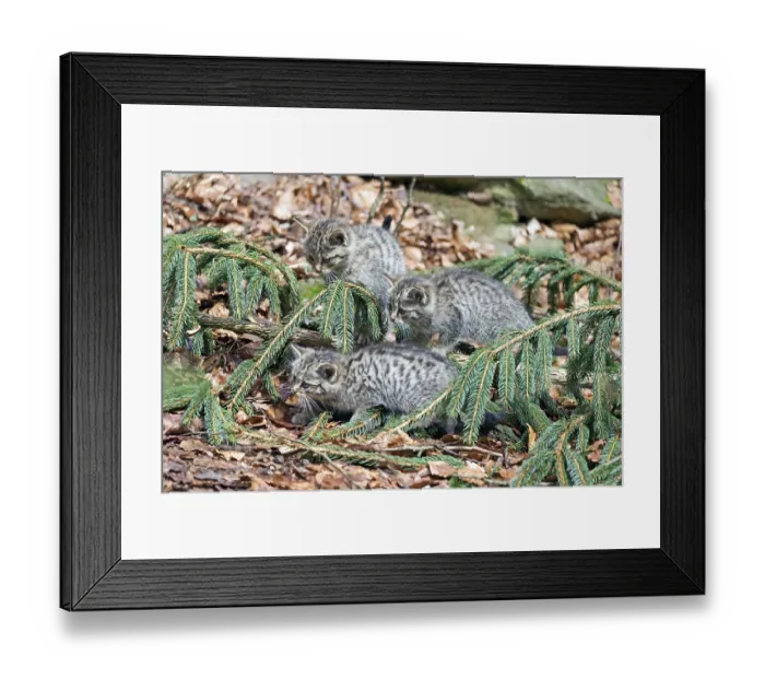 Framed Print : Common Wild Cat (Felis silvestris)