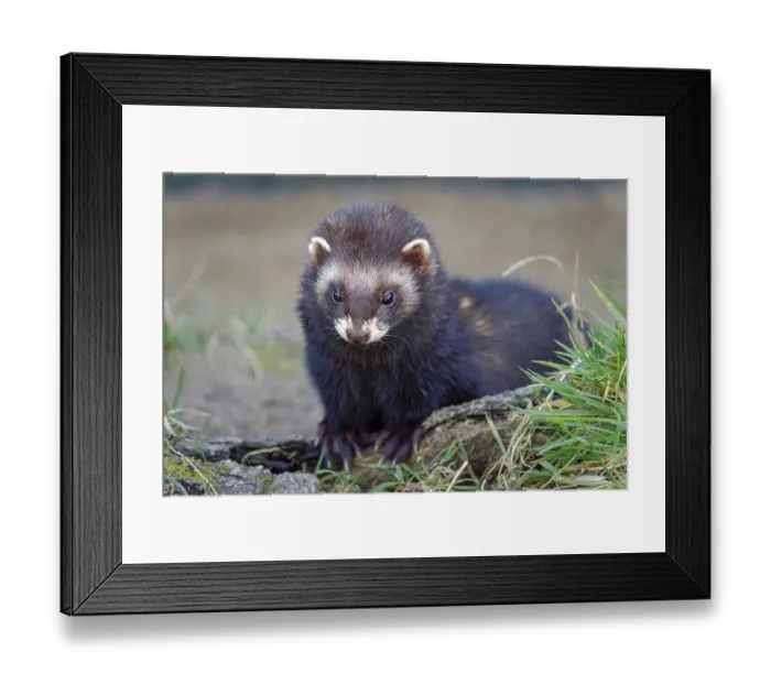 Framed Print : European Polecat (Mustela putorius) Enjoying the Sunshine Framed Print : European Polecat (Mustela putorius) Enjoying the Sunshine