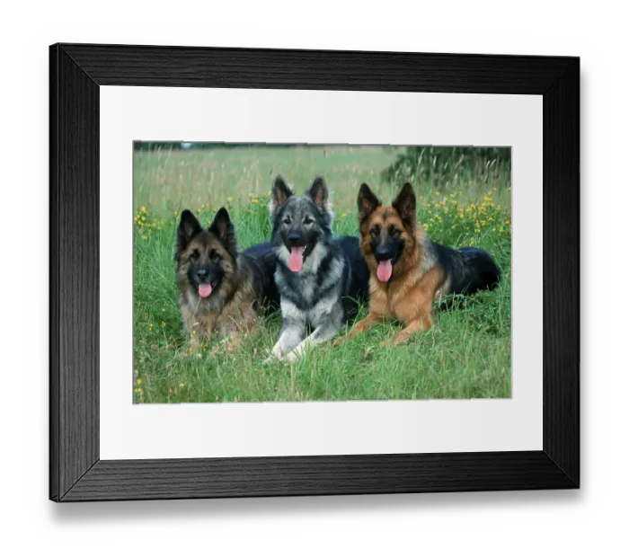 Framed Print : Old German Shepherd Dogs, German Shepherd Dog