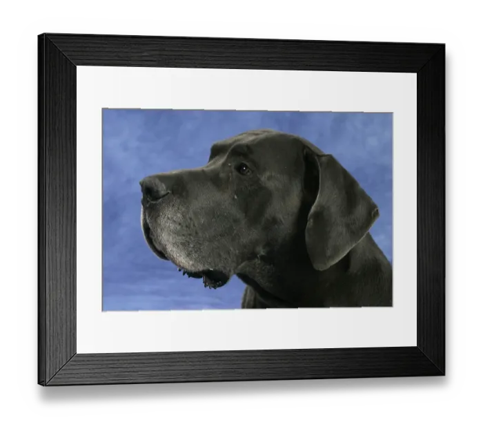 Framed Print : Great Dane, 10 years old, old dog
