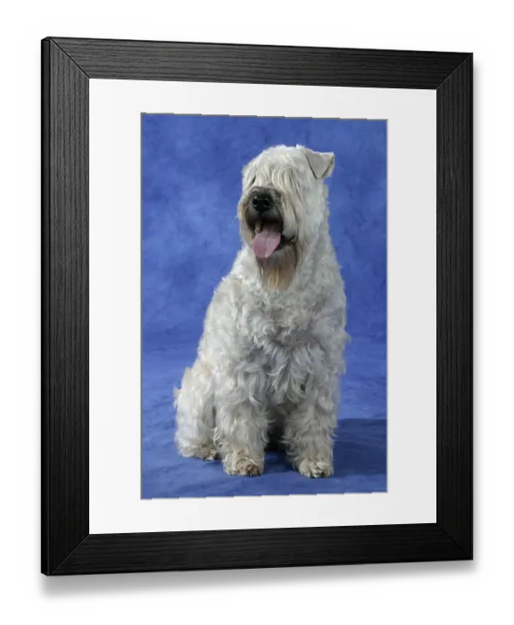 Framed Print : Irish Soft Coated Wheaten Terrier Framed Print : Irish Soft Coated Wheaten Terrier