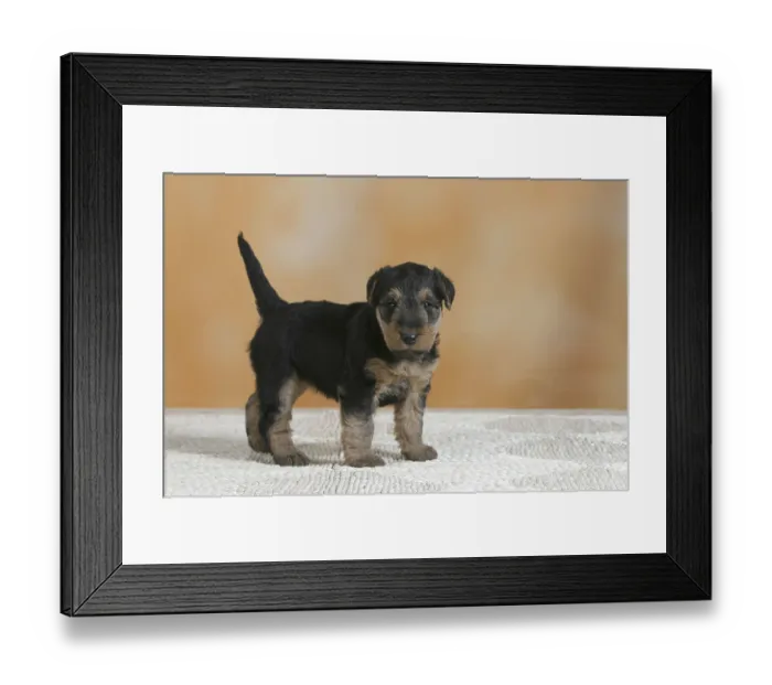 Framed Print : Welsh Terrier Puppy Framed Print : Welsh Terrier Puppy