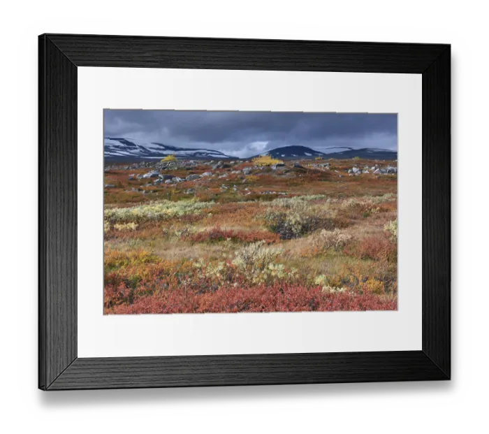 Framed Print : Colourful autumn landscape on the Saltfjellet