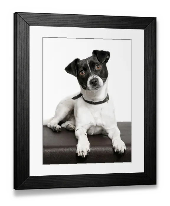 Framed Print : Jack Russell, bitch