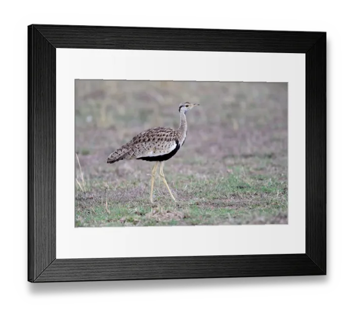 Framed Print : Black-bellied Bustard (Eupodotis melanogaster) Mara National Reserve