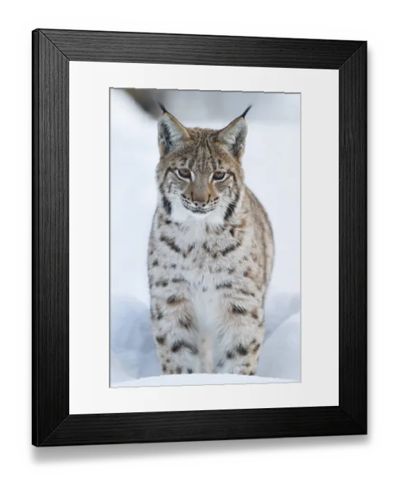Framed Print : Eurasian lynx (lynx lynx), snow Framed Print : Eurasian lynx (lynx lynx), snow