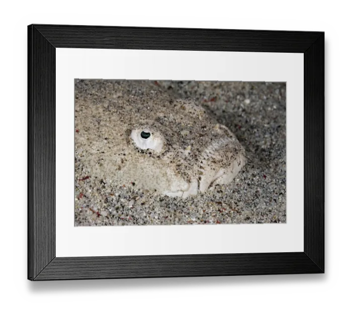 Framed Print : Sky gazer, Uranoscopus sulphureus Framed Print : Sky gazer, Uranoscopus sulphureus